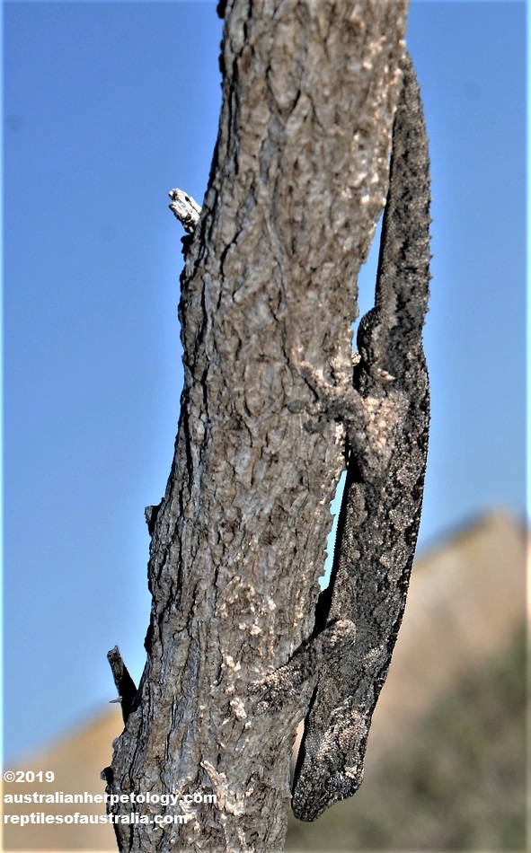 Southen Spiny-tailed Gecko (Strophurus intermedius)